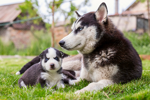 Cute little husky puppies playing with her dog mom outdoors on a meadow in the garden or park.