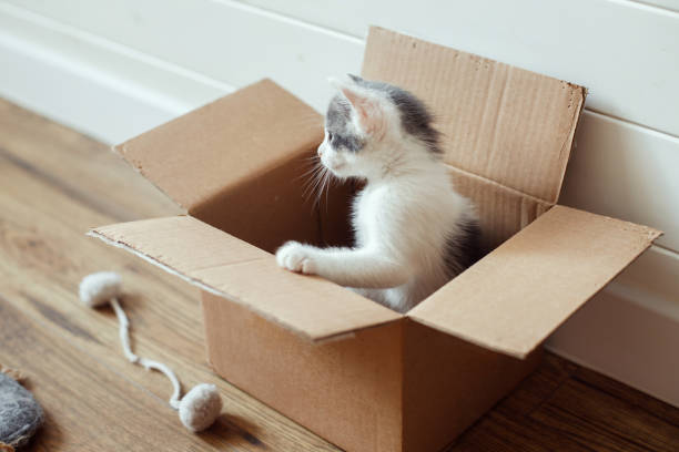 Cute little kitten playing in cardboard box on floor. Adorable curious kitty in delivery box. Adopt stock photo