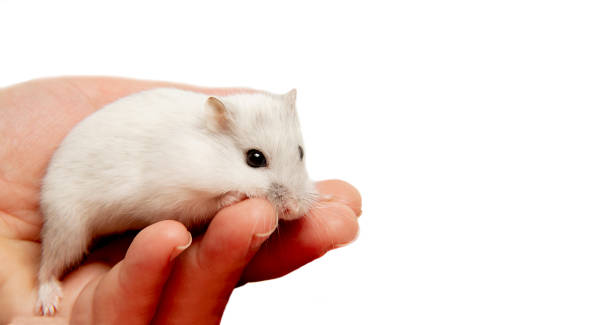 A cute little pet hamster stands on the hand of the hostess. stock photo