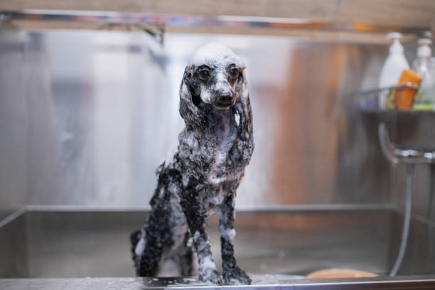süße kleine pudel hund unter der dusche in einem pflegesalon - pudelfrisuren stock-fotos und bilder