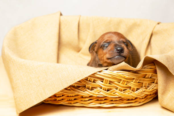 A cute little puppy sleeps in a wicker basket. stock photo