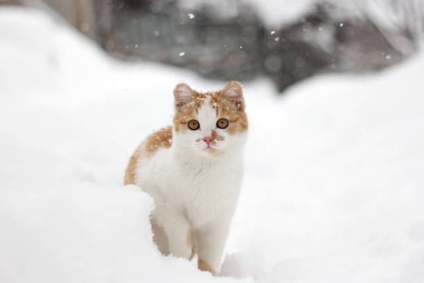 söta lilla läsa vita katt sitter i snön på en snöig dag. - cat snow bildbanksfoton och bilder