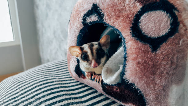 Cute little Sugar Glider show up with curiosity face. stock photo