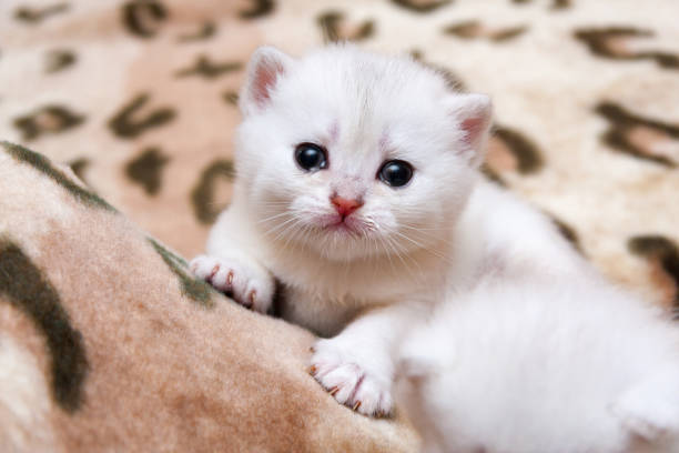 Cute little white British kitten crying stock photo