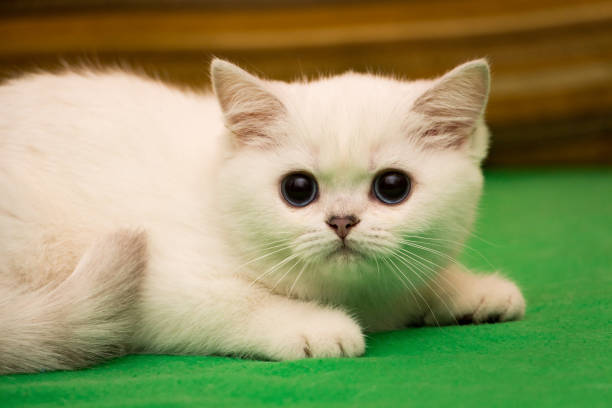 A cute little white British kitten is scared stock photo