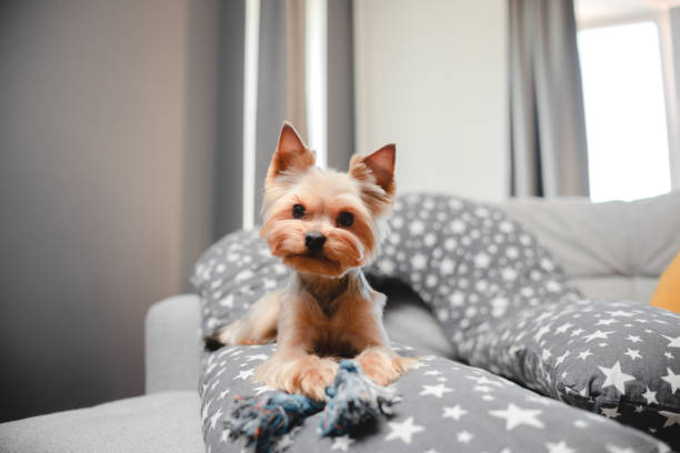 Cute little yorkshire sitting and playing at home. Top horizontal view copyspace. Taking care concept Cute little yorkshire sitting and playing at home. Top horizontal view copyspace. Taking care concept yorkie haircuts stock pictures, royalty-free photos & images