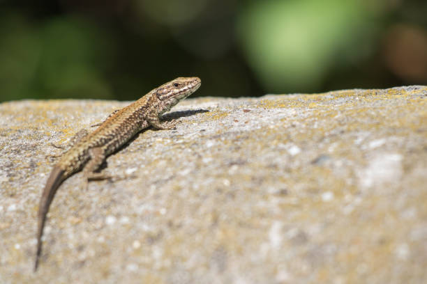 cute lizard taking sun on rock stone isolated stock photo