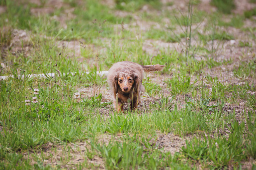 Cute Longhaired Dachshund Walking Outside Stock Photo