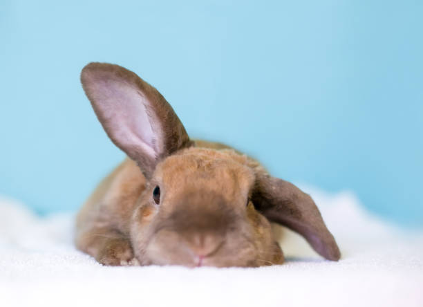 a cute lop rabbit holding one ear up and one ear down - dwarf rabbit bildbanksfoton och bilder