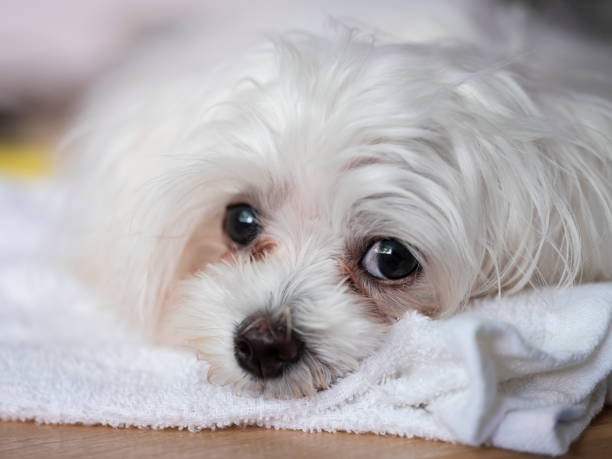 Cute Maltese puppy dog close up head-shot of the eye detail with typical tear staining around the eye. stock photo