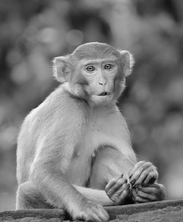 かわいい猿の顔かわいい動物の壁紙黒と白 いたずらのストックフォトや画像を多数ご用意 Istock
