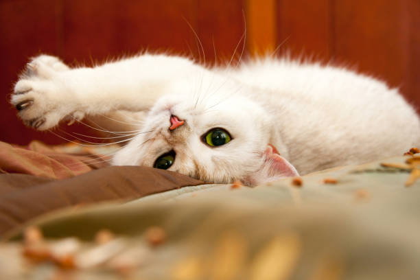 Cute mustachioed British silver cat lying on the couch stock photo
