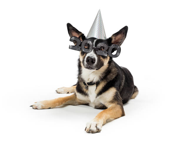 Cute New Year 2020 Party Dog Cute funny dog wearing New Year's Eve 2020 party hat and glasses lying down on white background happy new year dog stock pictures, royalty-free photos & images