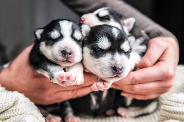 simpatici cuccioli husky appena nati in mani umane - allevatore foto e immagini stock