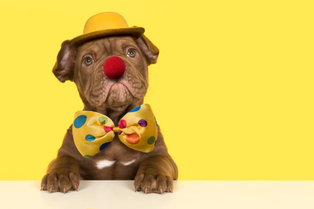 Cute old english bulldog puppy dressep up as a clown with bow, hat and a red nose on a yellow background Cute old english bulldog puppy dressep up as a clown with bow, hat and a red nose on a yellow background clown's nose stock pictures, royalty-free photos & images