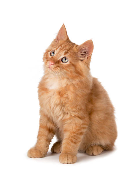 Cute orange kitten looking up on a white background. stock photo