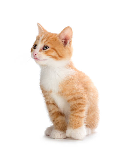 Cute orange kitten looking up on a white background. stock photo