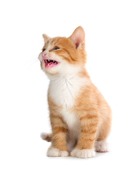 Cute Orange Kitten Meowing on White Background stock photo