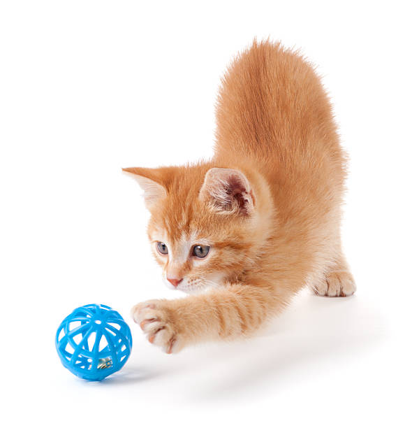 Cute orange kitten playing on a white background. stock photo