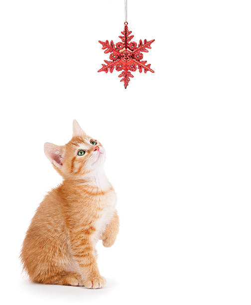 Cute Orange Kitten Playing with a Christmas Ornament on White stock photo