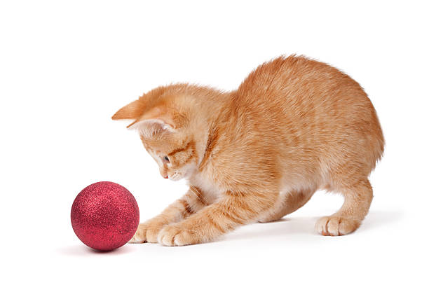 Cute Orange Kitten Playing with a Christmas Ornament on White stock photo