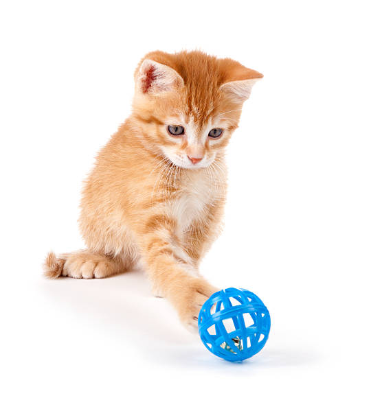 Cute orange kitten playing with a toy on white. stock photo