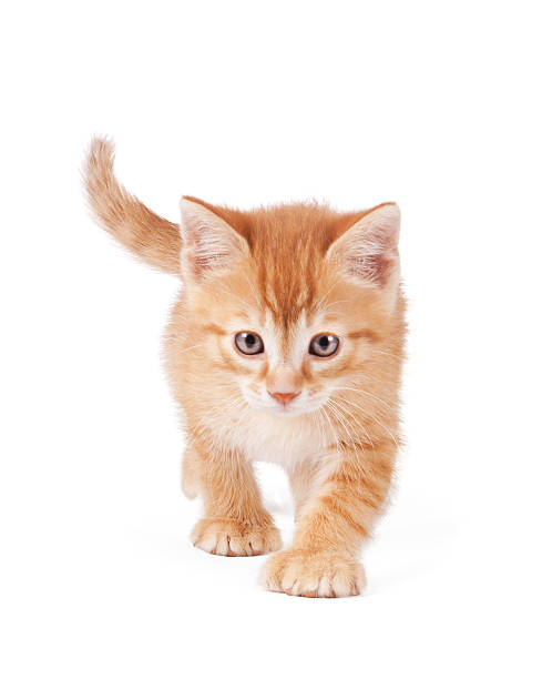 Cute orange kitten with large paws on a white background. stock photo