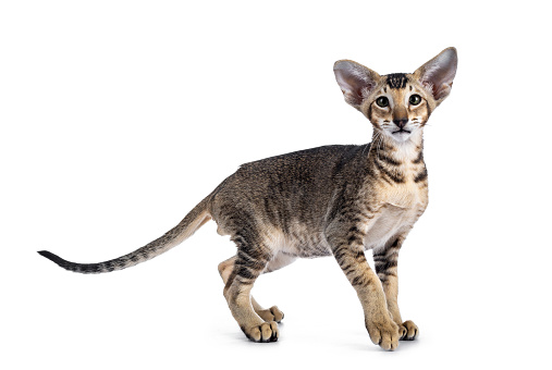 Cute Oriental Shorthair Kitten On White Stock Photo Download