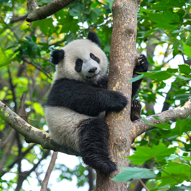 süßen panda bear klettern in tree - panda stock-fotos und bilder