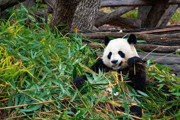 Cute panda biting and chewing bamboo branches stock photo