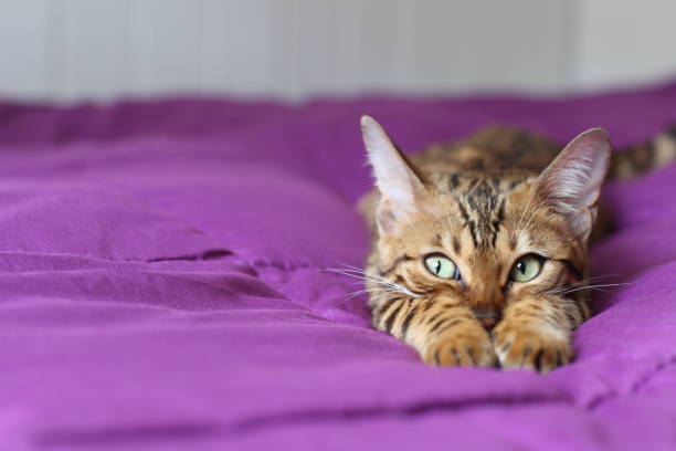 可愛的純種貓顯示柔情 - bengals 個照片及圖片檔