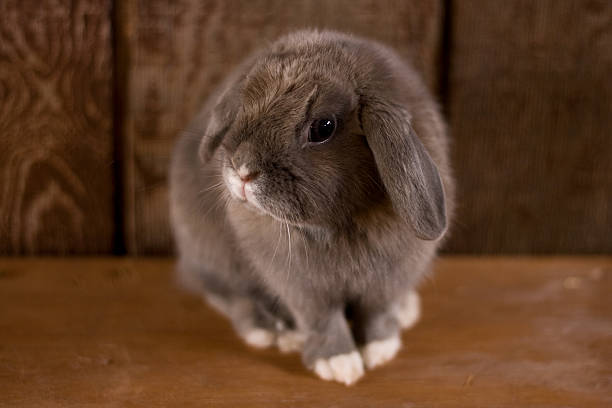 cute pet bunny - dwarf rabbit bildbanksfoton och bilder