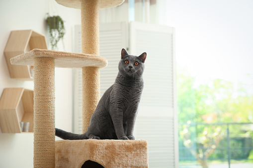 Cute pet on cat tree at home