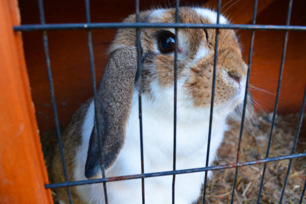 Cute Pet Rabbit in Cage Lop Eared Rabbit in Cage. rabbit hutch stock pictures, royalty-free photos & images