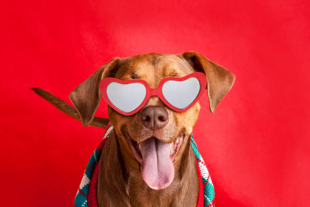 Seekor anjing pit bull lucu tersenyum saat dia memakai kacamata Hari Valentine dan sweater dengan latar belakang merah.