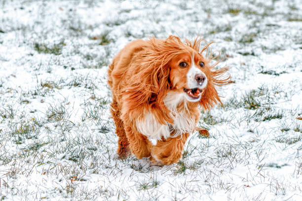 Cute Playful Dog In Winter stock photo
