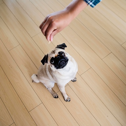 Cute pug expecting to eat a treat at home. Teenage girl hand holding the treat. Selective focus on the dog’s face. Square full length shot indoors with copy space.