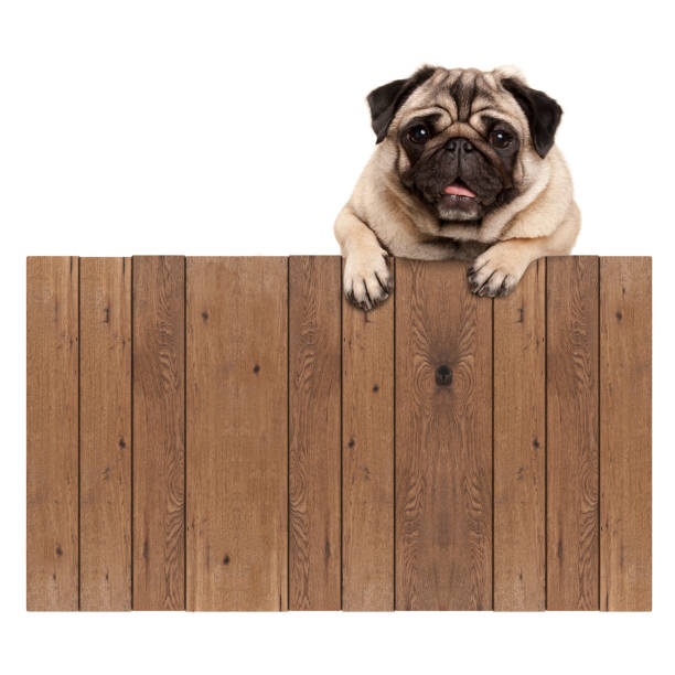 cute pug puppy dog hanging with paws on blank wooden fence promotional sign stock photo