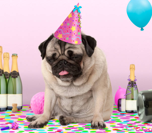 cute pug puppy dog wearing party hat, lying down on confetti, drunk on champagne with hangover cute pug puppy dog wearing party hat, lying down on confetti, drunk on champagne with hangover, on pink background happy new year dog stock pictures, royalty-free photos & images