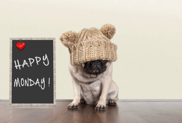 cute pug puppy dog with bad monday morning mood, sitting next to blackboard sign with text happy monday withcopy space stock photo