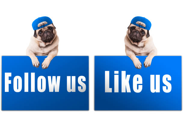schattig pug puppy hondje met blauwe volg ons en zoals ons teken en dragen blauwe cap, islolated op witte achtergrond - followers stockfoto's en -beelden