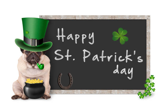 cute pug puppy dog with leprechaun hat for st. patrick's day smoking pipe, sitting next to blank blackboard sign with horseshoe and shamrock stock photo