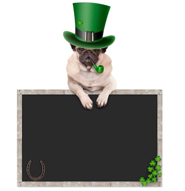 cute pug puppy dog with leprechaun hat for st. patrick's day smoking pipe, leaning on blank chalkboard sign with horseshoe and shamrock stock photo