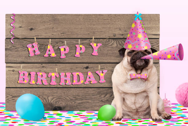 cute pug puppy dog with pink party hat and horn and wooden sign with text happy birthday stock photo