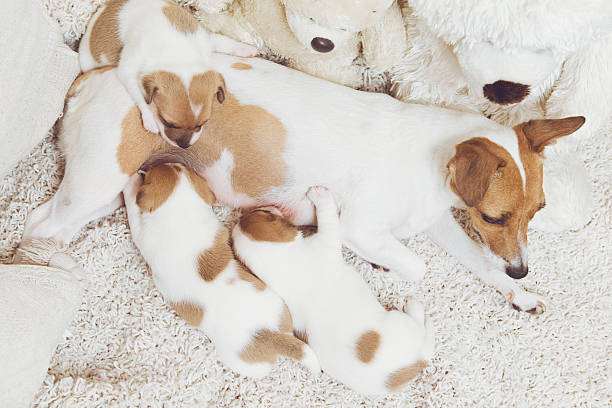 Cute puppies with their mom lying on the rug stock photo