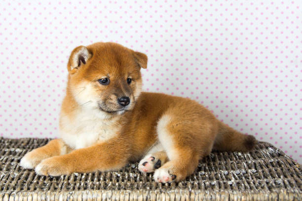 Cute Puppy breed Shiba inu Cute puppy breed Shiba inu white dot background chinese year of the dog stock pictures, royalty-free photos & images