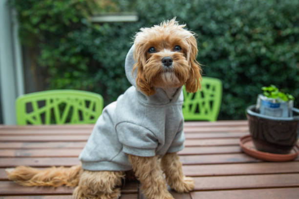 Cute puppy dressed up wearing clothes - a jumper with hood stock photo