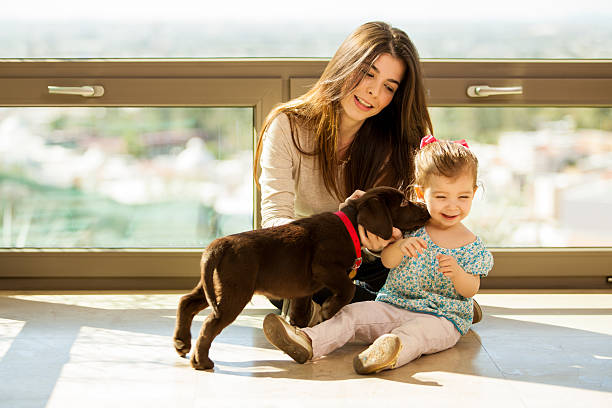 Cute puppy kissing a little girl Beautiful little girl and her mom getting some puppy love and kisses from her new brown Labrador beautiful young brunette girl playing with her dog stock pictures, royalty-free photos & images
