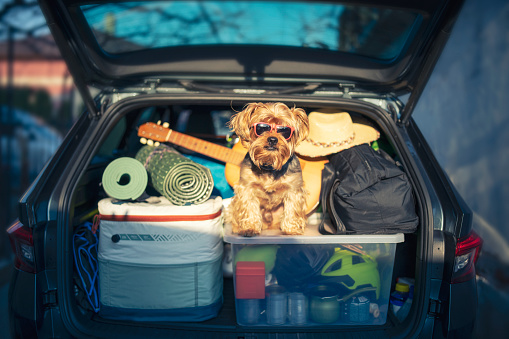 Cute Yorkshire terrier sitting in full car trunk with luggage.