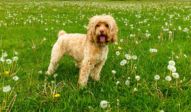Cute Puppy Stands in Green Grass Cute cockapoo puppy stand in green grass. cockapoo stock pictures, royalty-free photos & images